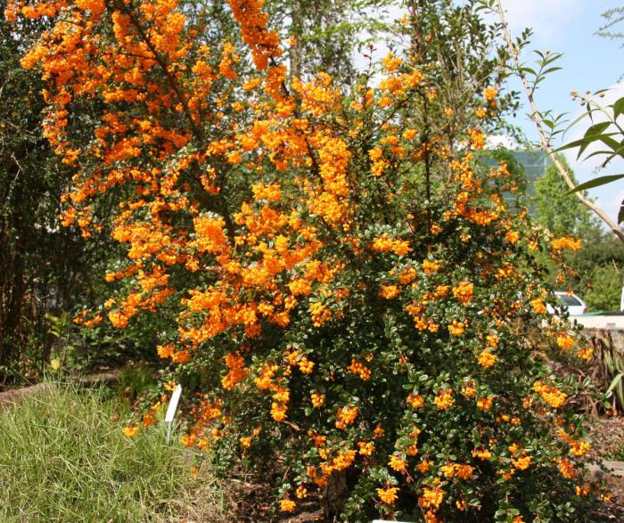 Plant photo of: Berberis darwinii