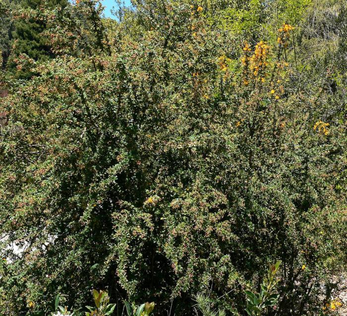 Plant photo of: Berberis darwinii
