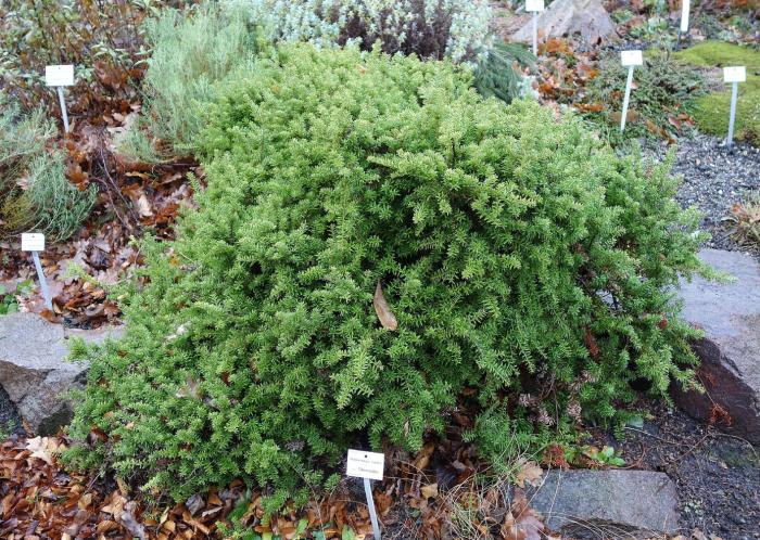 Podocarpus nivalis