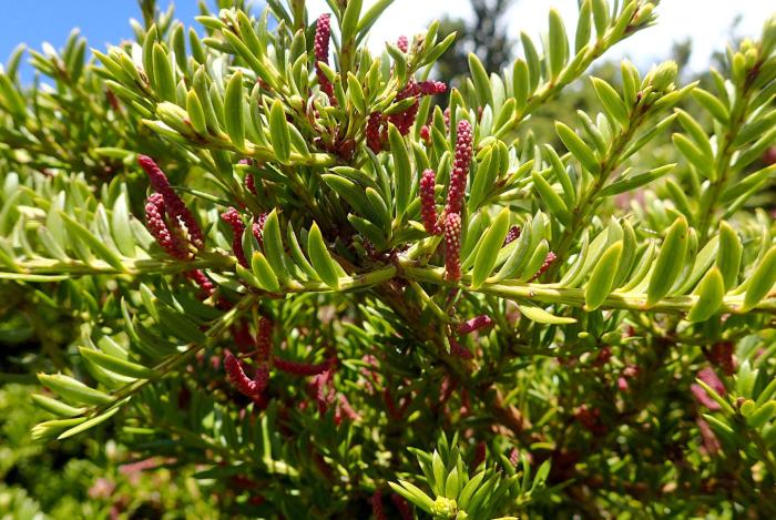 Plant photo of: Podocarpus nivalis