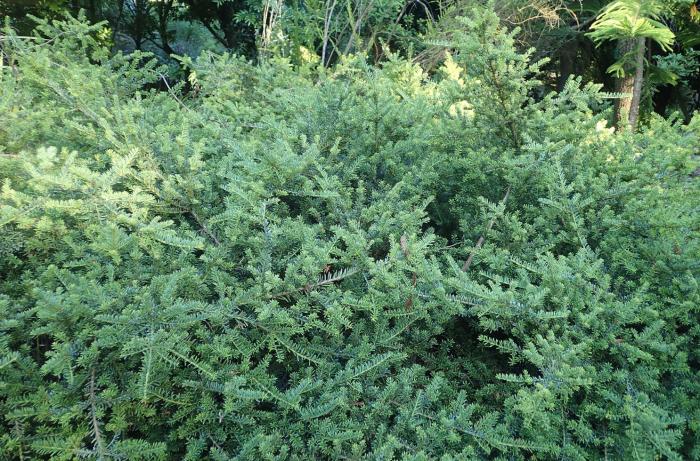 Plant photo of: Podocarpus nivalis
