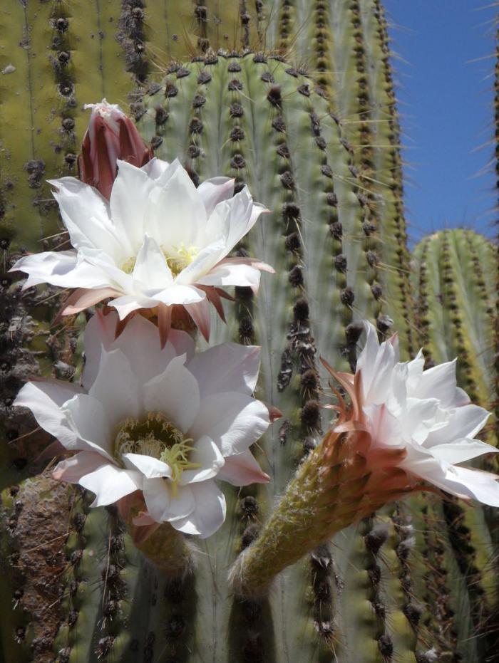 Plant photo of: Echinopsis terscheckii