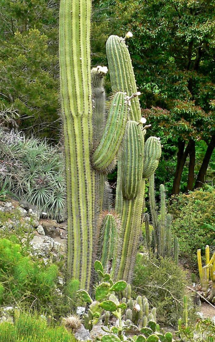 Plant photo of: Echinopsis terscheckii