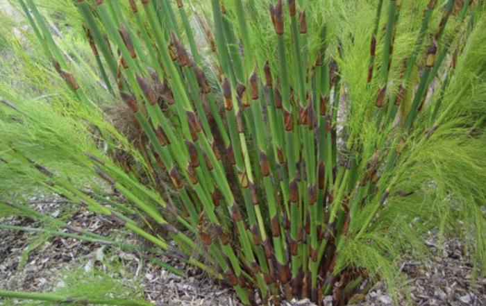 Plant photo of: Rhodocoma gigantea