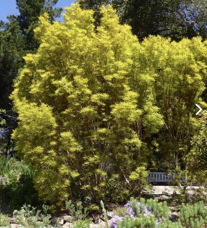 Gum leaved Conebush