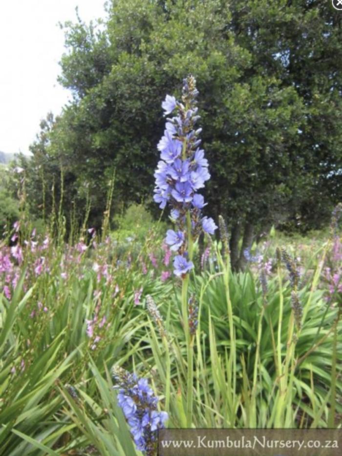 Plant photo of: Aristea capitata