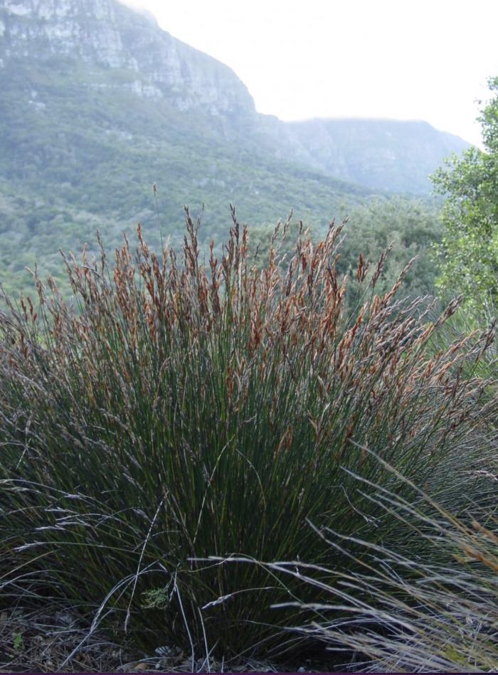 Thamnochortus lucens