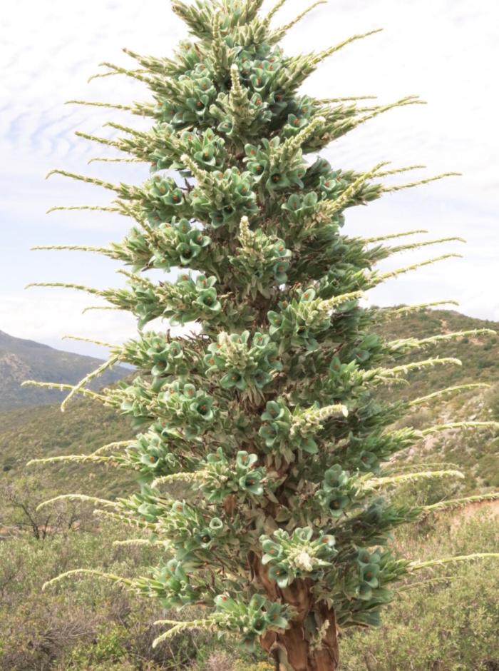 Blue Puya; Turquoise Puya