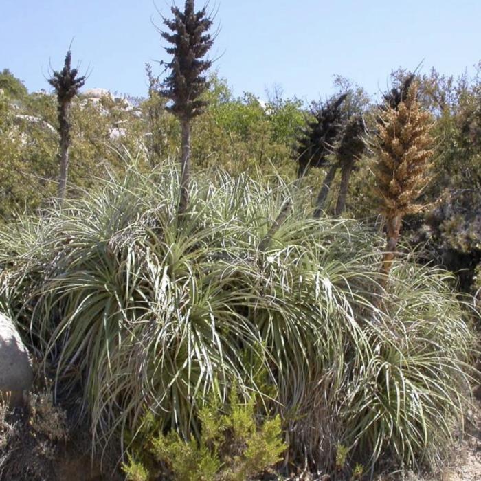Plant photo of: Puya alpestris ssp. zoellneri