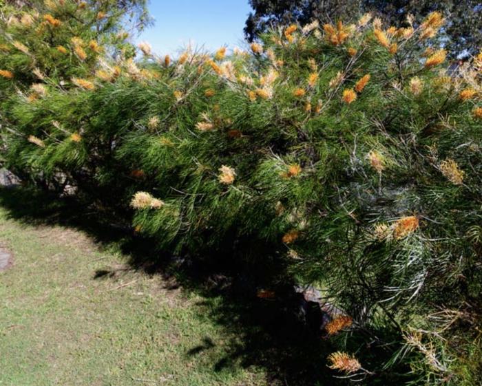 Grevillea 'Honey Gem'