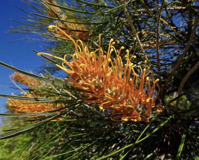 Plant photo of: Grevillea 'Honey Gem'