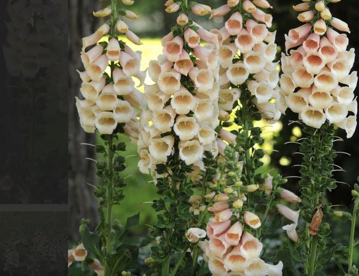 Digitalis purpurea 'Dalmatian Peach'