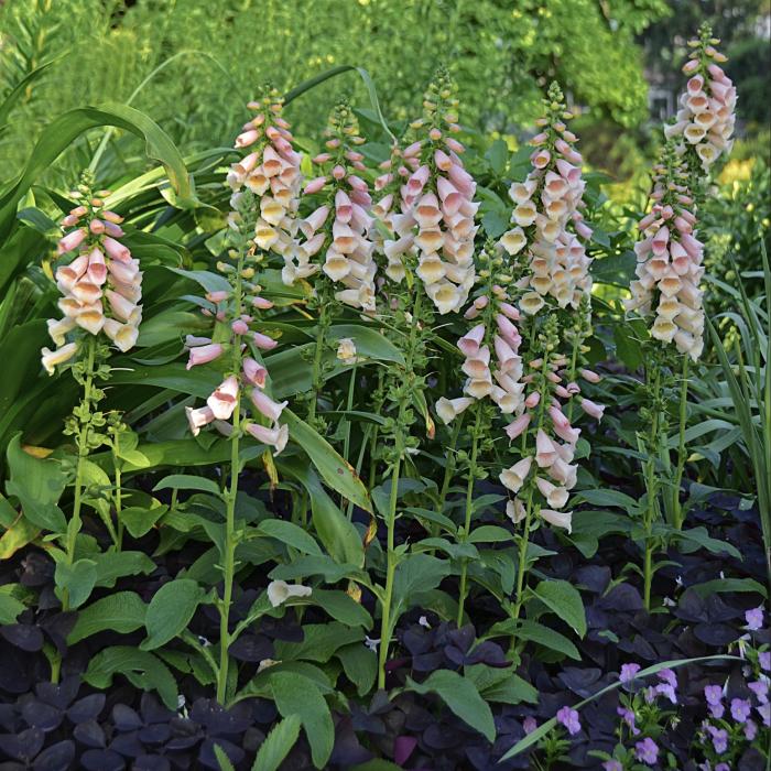 Plant photo of: Digitalis purpurea 'Dalmatian Peach'