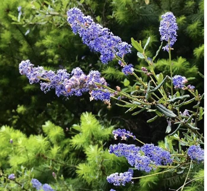 Ceanothus parryi