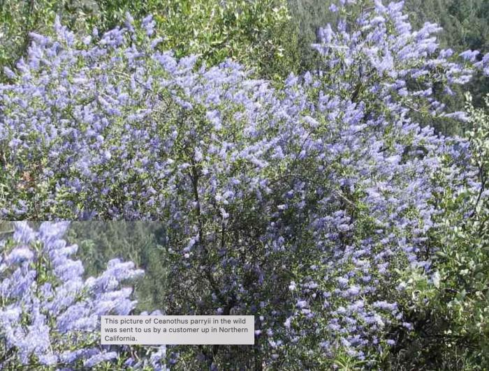 Plant photo of: Ceanothus parryi