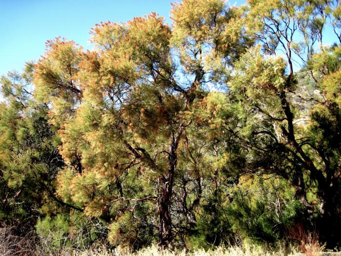 Adenostoma sparsifolium