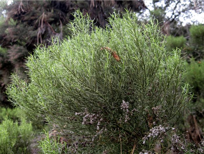 Plant photo of: Adenostoma sparsifolium