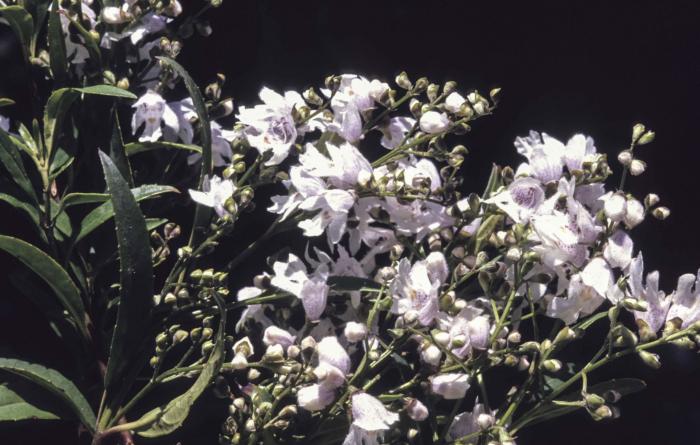 Prostanthera lasianthos