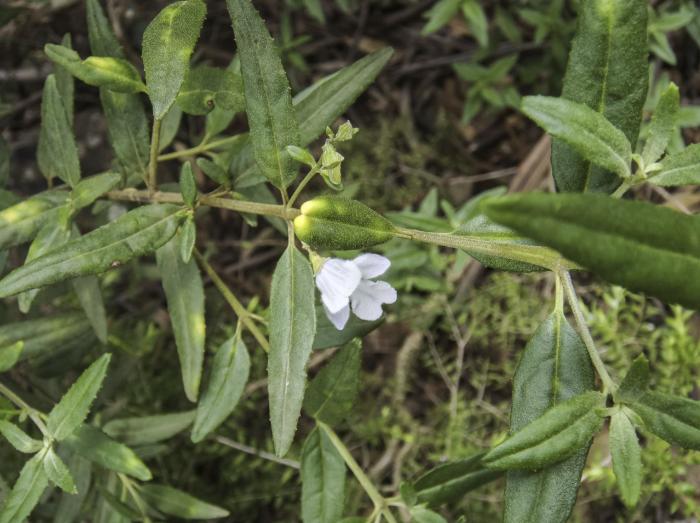 Plant photo of: Prostanthera lasianthos