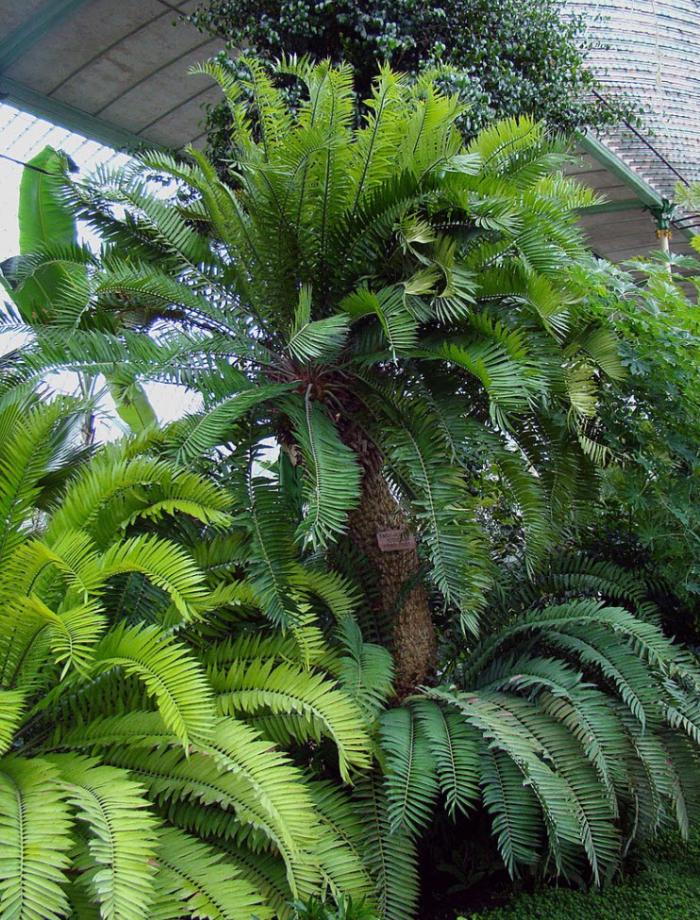 Prickly Cycad; Bread Tree