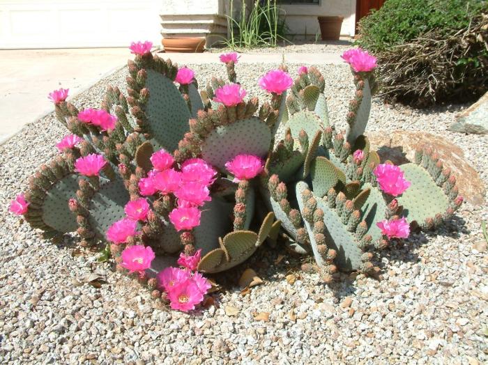 Opuntia basilaris