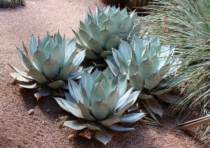 Agave colorata