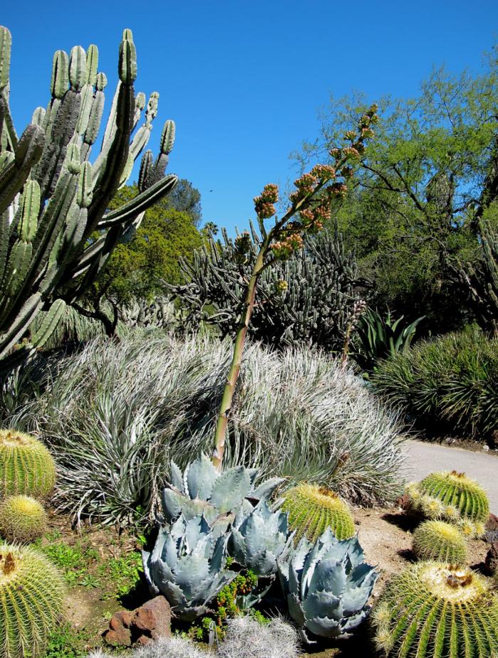 Plant photo of: Agave colorata