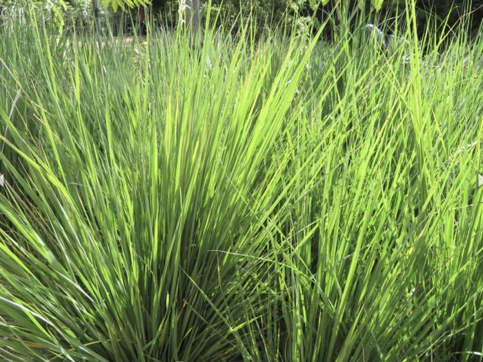 Miscanthus capensis