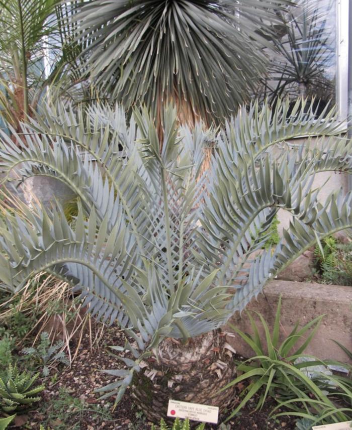 Encephalartos horridus