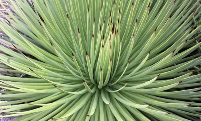 Agave striata