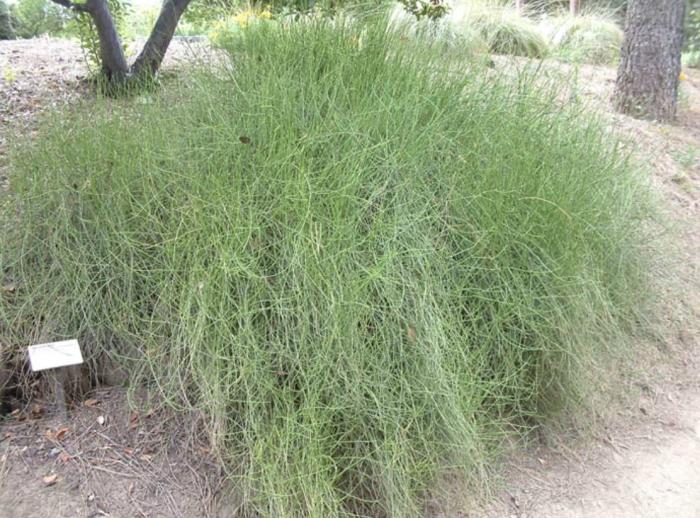 Ephedra californica