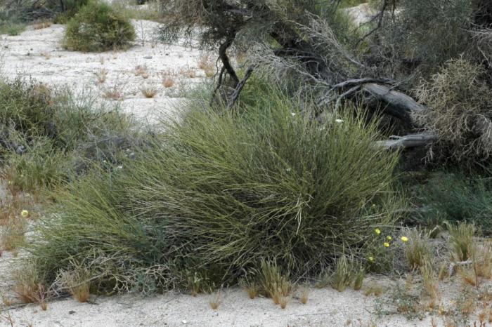 Plant photo of: Ephedra californica