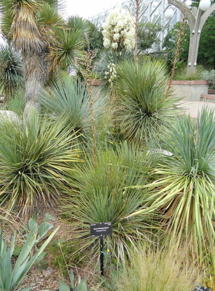 Yucca thompsoniana