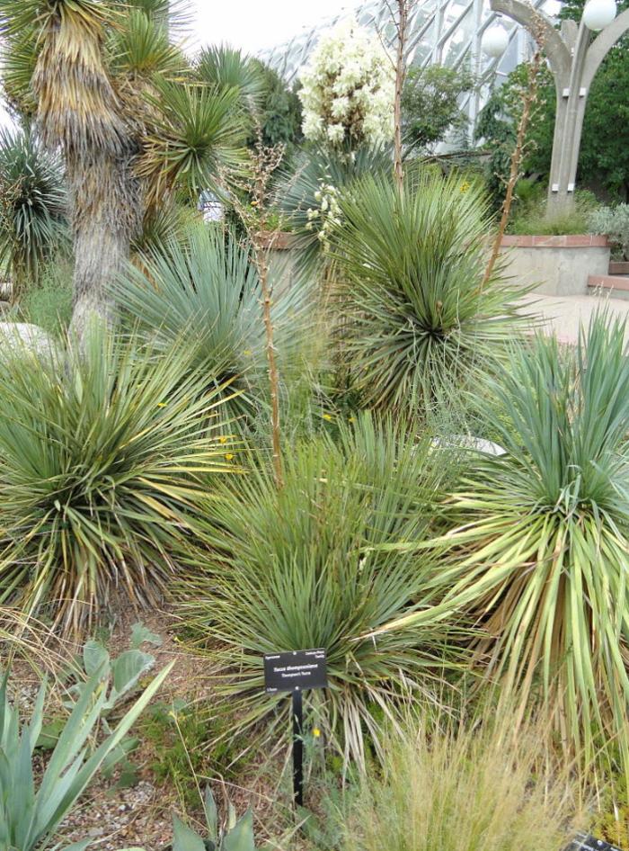 Plant photo of: Yucca thompsoniana