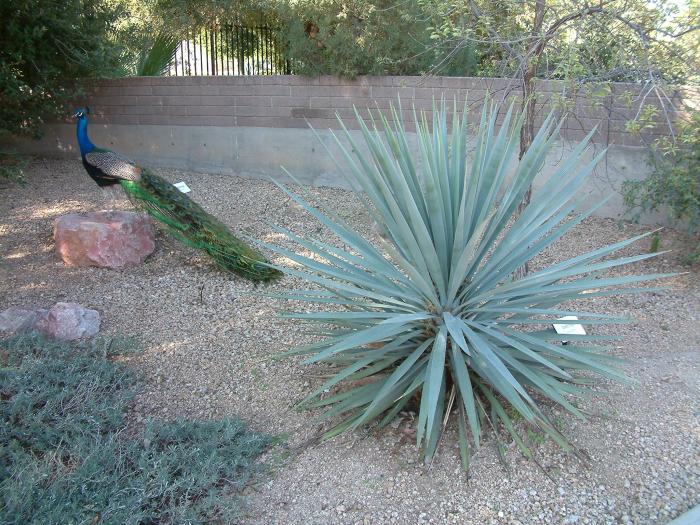 Plant photo of: Yucca schottii