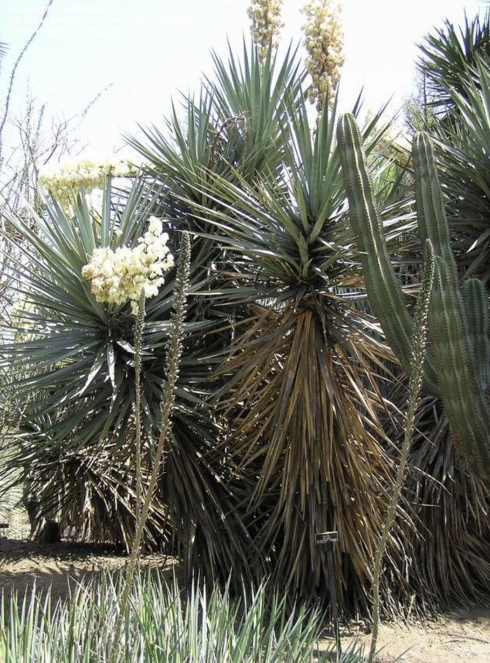 Plant photo of: Yucca schottii