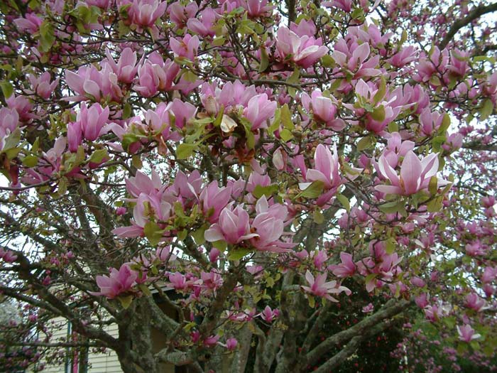 Magnolia soulangiana