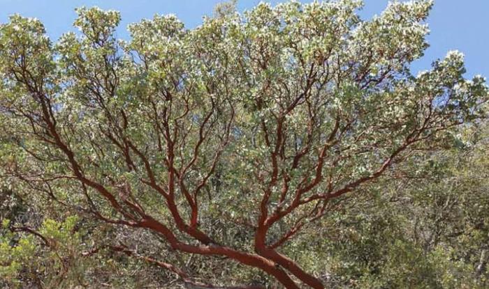 Arctostaphylos glauca