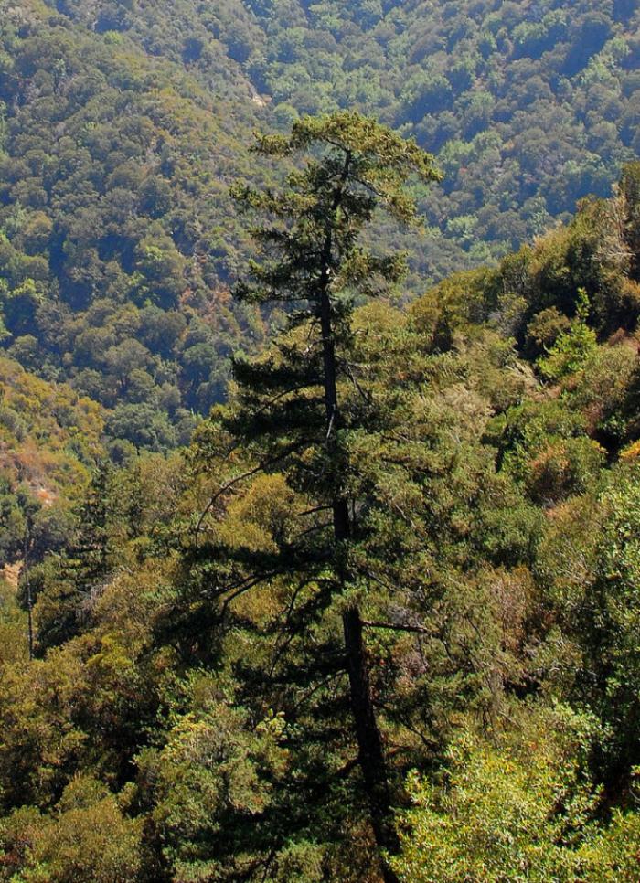 Pseudotsuga macrocarpa