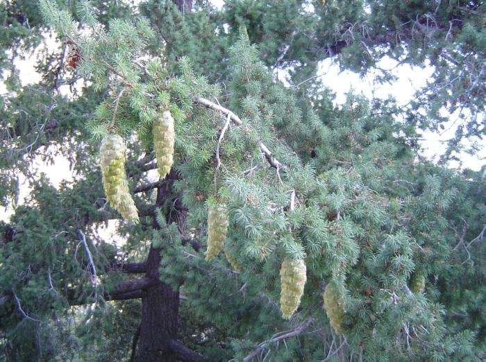 Plant photo of: Pseudotsuga macrocarpa