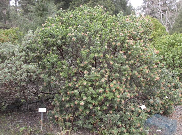 Arctostaphylos regismontana