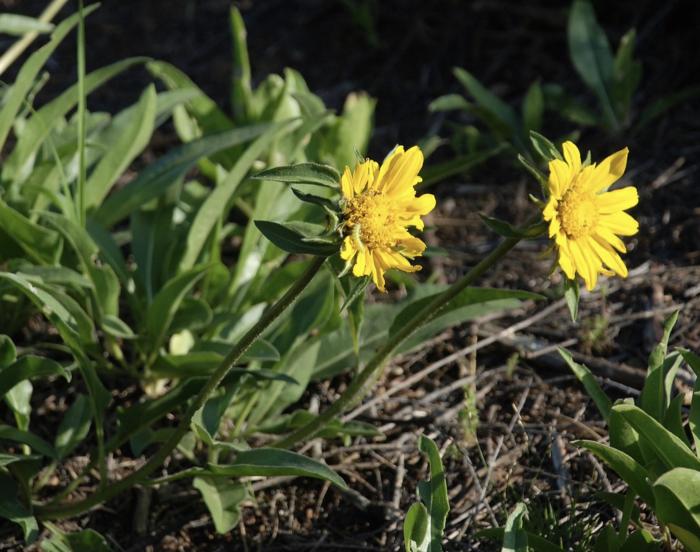 Helianthella castanea