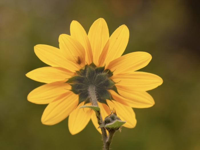 Plant photo of: Helianthella castanea