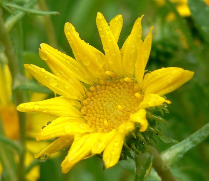 Grindelia stricta