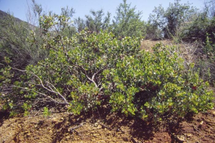 Arctostaphylos rainbowensis