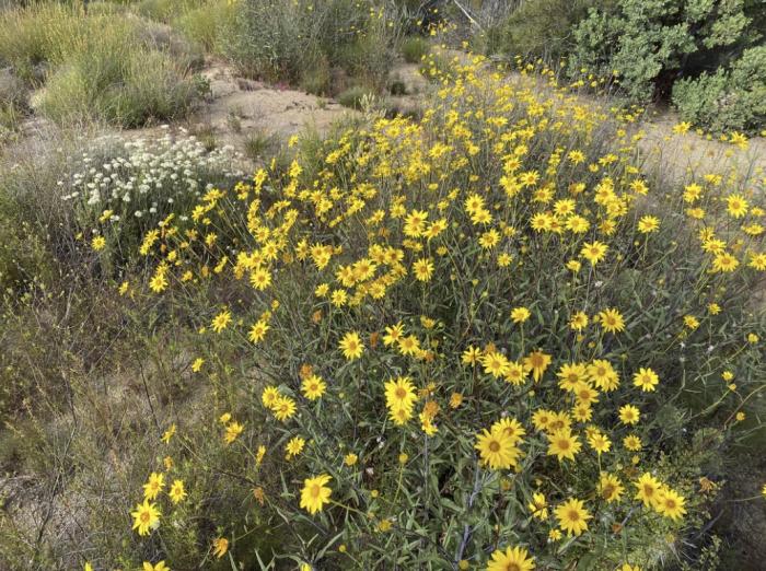 Plant photo of: Helianthus gracilentus