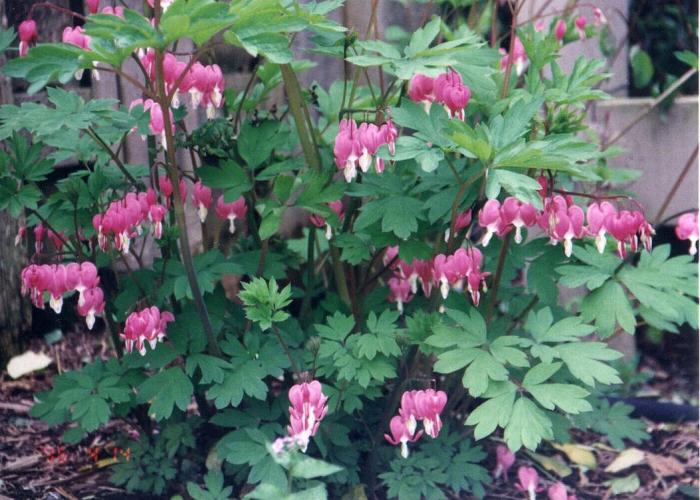 Plant photo of: Dicentra formosa