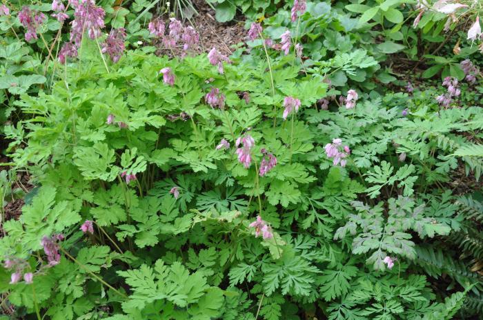 Plant photo of: Dicentra formosa