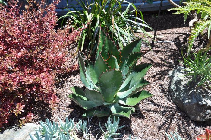 Agave bovicornuta