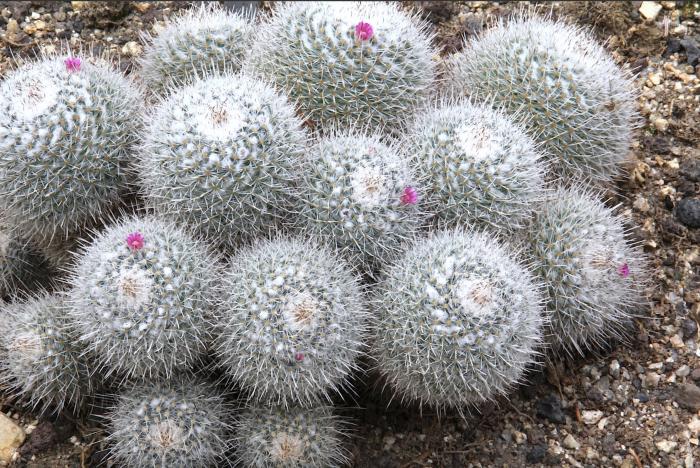 Mammillaria geminispina